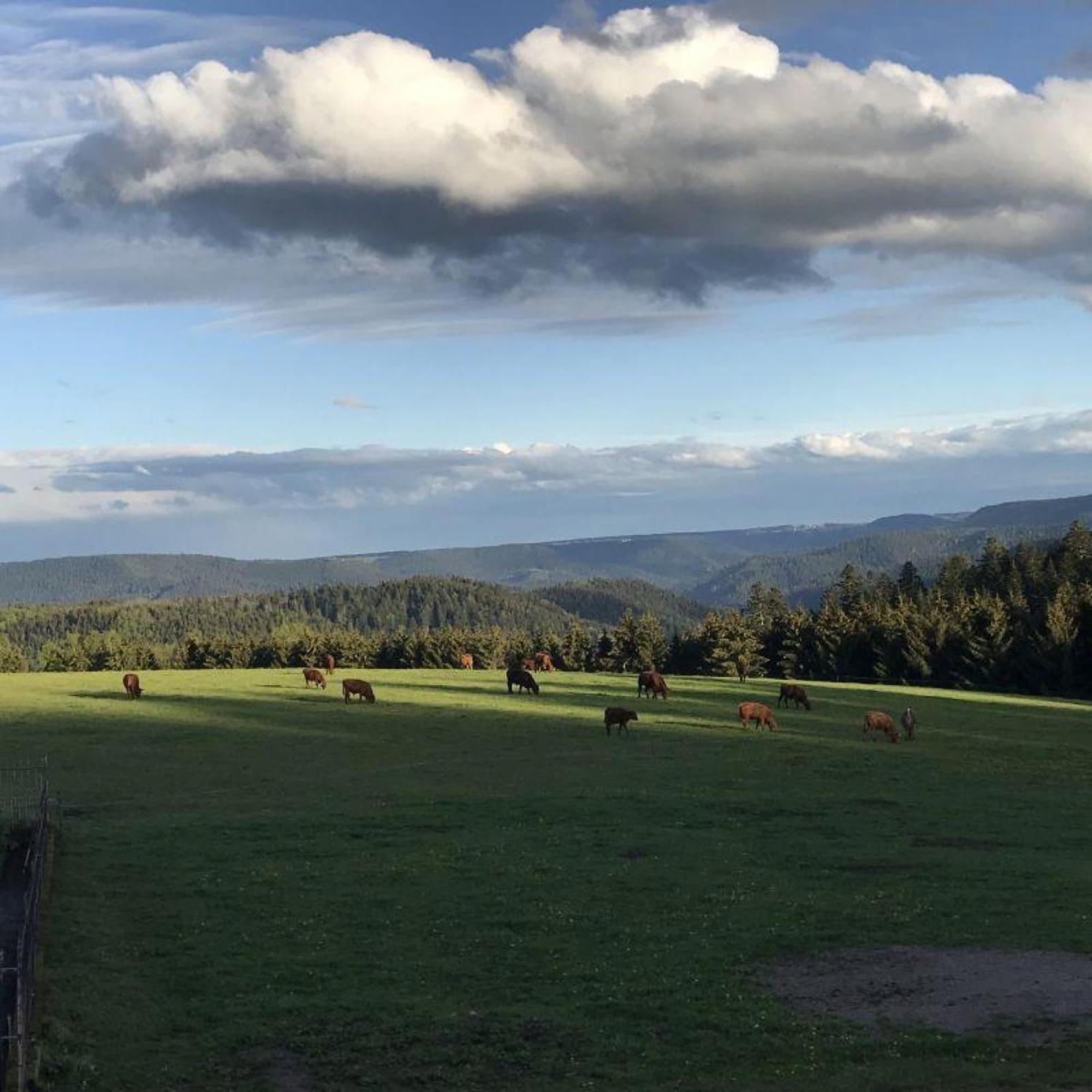 Aeckerhof Villa Wolfach Kültér fotó